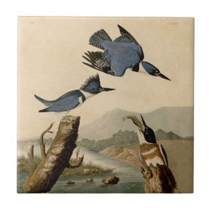 Audubon Belted Kingfisher Wildlife Bird Kakelplatta