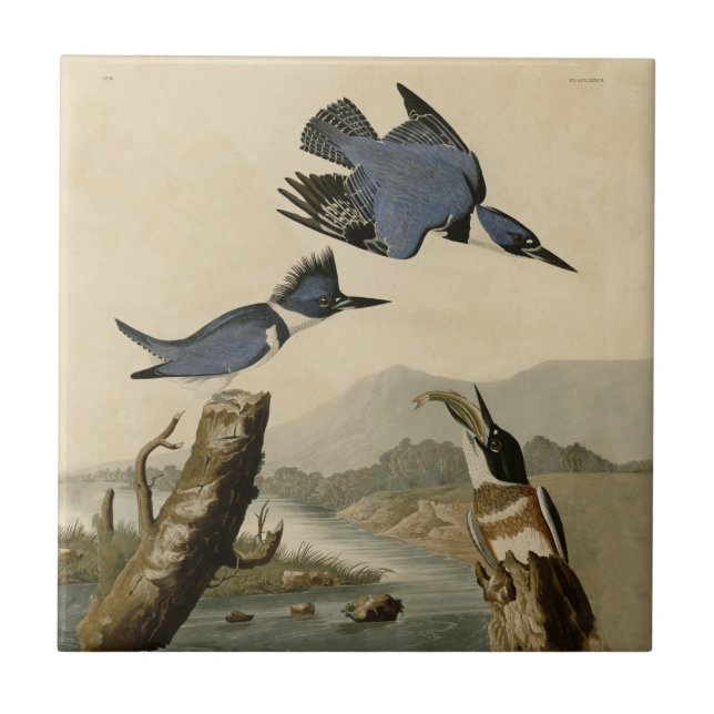 Audubon Belted Kingfisher Wildlife Bird Kakelplatta (Framsidan)