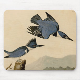 Audubon Belted Kingfisher Wildlife Bird Musmatta