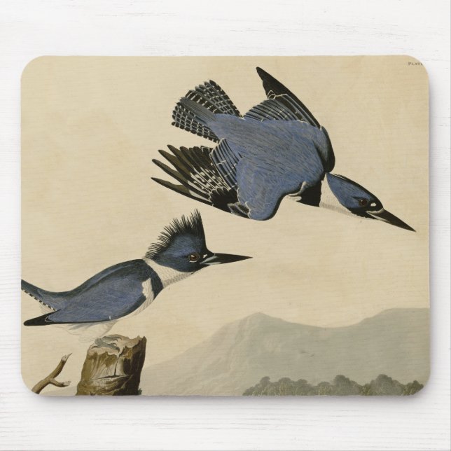 Audubon Belted Kingfisher Wildlife Bird Musmatta (Framsidan)