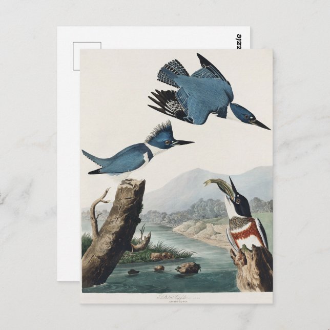 Audubon Belted Kingfisher Wildlife Bird Painting Vykort (Fram/baksida)