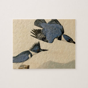 Audubon Belted Kingfisher Wildlife Bird Pussel
