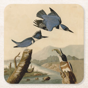 Audubon Belted Kingfisher Wildlife Bird Underlägg Papper Kvadrat