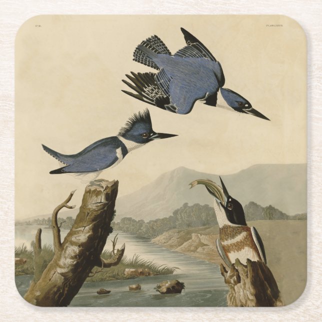 Audubon Belted Kingfisher Wildlife Bird Underlägg Papper Kvadrat (Framsidan)
