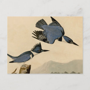 Audubon Belted Kingfisher Wildlife Bird Vykort