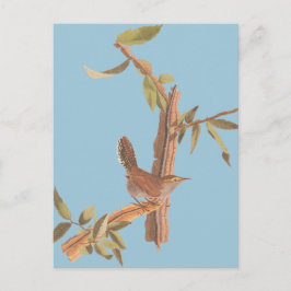 Audubon Bewicks Wren Solitary Sång Bird på Gren Vykort