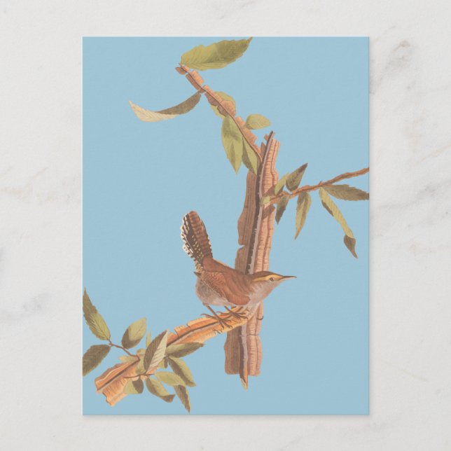 Audubon Bewicks Wren Solitary Sång Bird på Gren Vykort (Framsida)