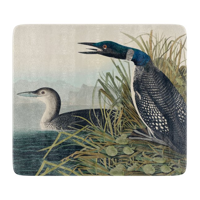 Audubon Bird Loon Diver Classic (Framsidan)
