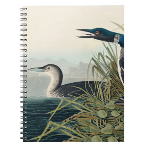 Audubon Bird Loon Diver Classic Anteckningsbok
