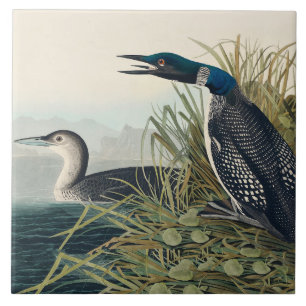Audubon Bird Loon Diver Classic Kakelplatta
