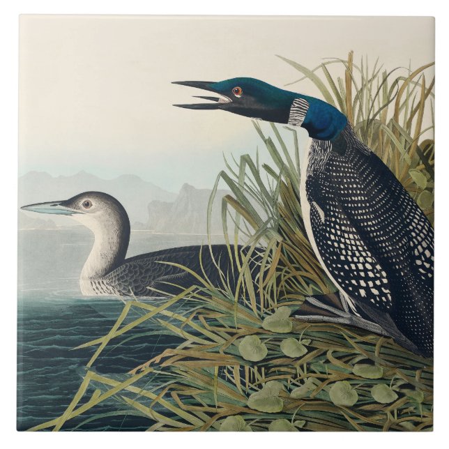 Audubon Bird Loon Diver Classic Kakelplatta (Framsidan)