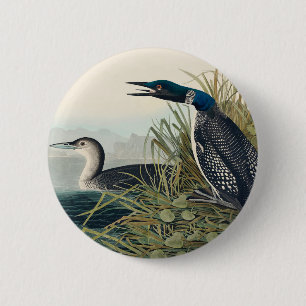 Audubon Bird Loon Diver Classic Knapp