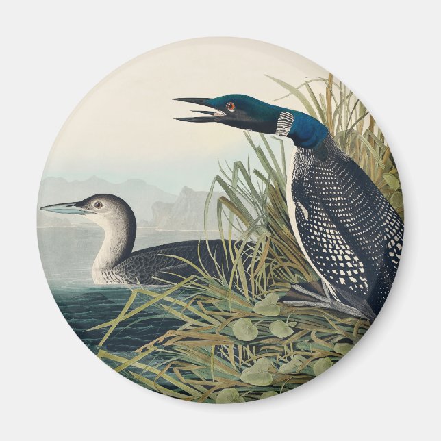 Audubon Bird Loon Diver Classic Magnet (Framsidan)