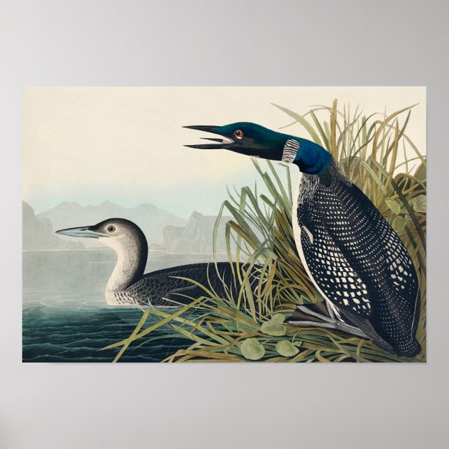 Audubon Bird Loon Diver Classic Poster (Framsidan)