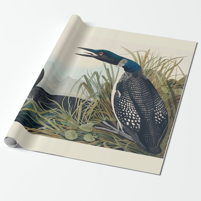 Audubon Bird Loon Diver Classic Presentpapper (Utrullad)