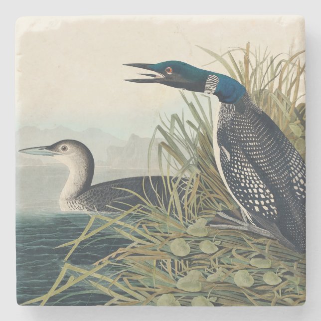 Audubon Bird Loon Diver Classic Stenunderlägg (Framsidan)