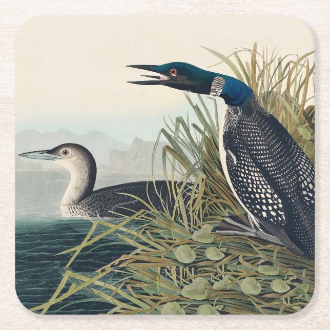 Audubon Bird Loon Diver Classic Underlägg Papper Kvadrat (Framsidan)