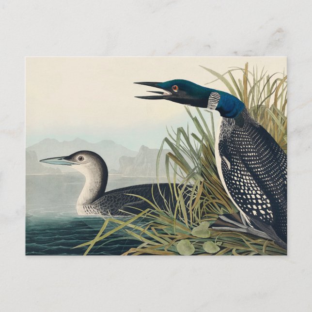 Audubon Bird Loon Diver Classic Vykort (Framsida)