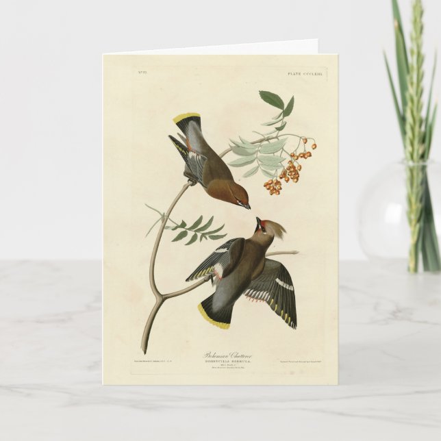 Audubon Birds America (Bohemian Chatterer (Waxwing Kort (Framsida)