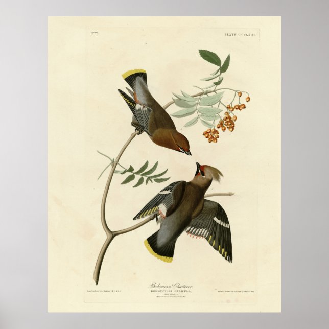 Audubon Birds America (Bohemian Chatterer (Waxwing Poster (Framsidan)