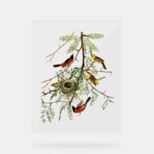 Audubon Birds - Orchard Oriole - honey Locust