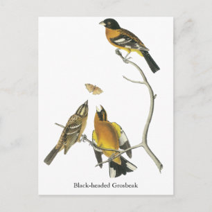 Audubon Black-head Grosbeak Vykort