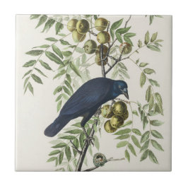 Audubon Black Kråka American Bird Illustration Kakelplatta