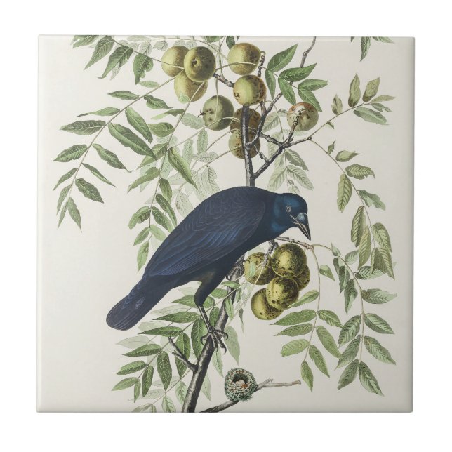 Audubon Black Kråka American Bird Illustration Kakelplatta (Framsidan)
