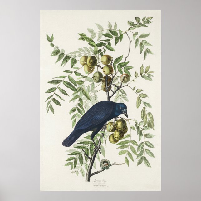 Audubon Black Kråka American Bird Illustration Poster (Framsidan)