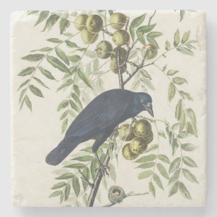 Audubon Black Kråka American Bird Illustration Stenunderlägg