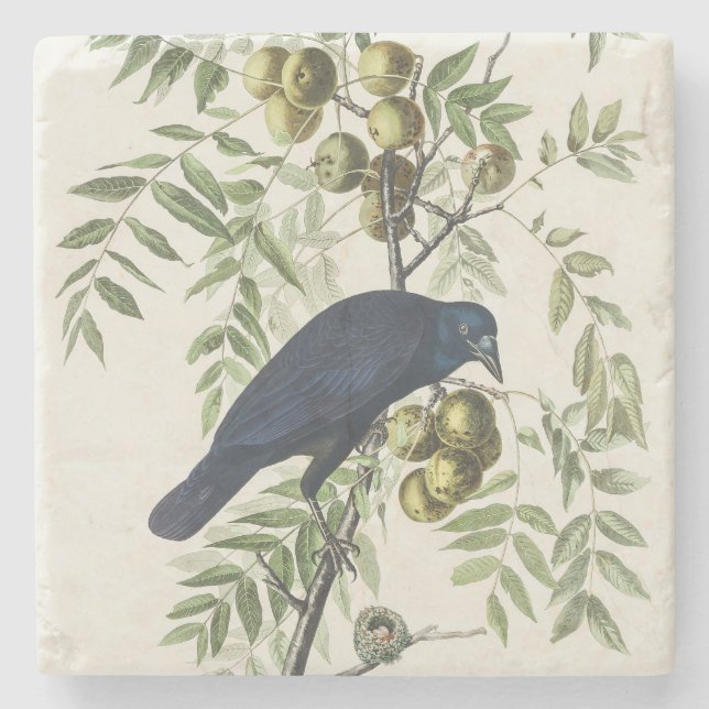 Audubon Black Kråka American Bird Illustration Stenunderlägg (Framsidan)