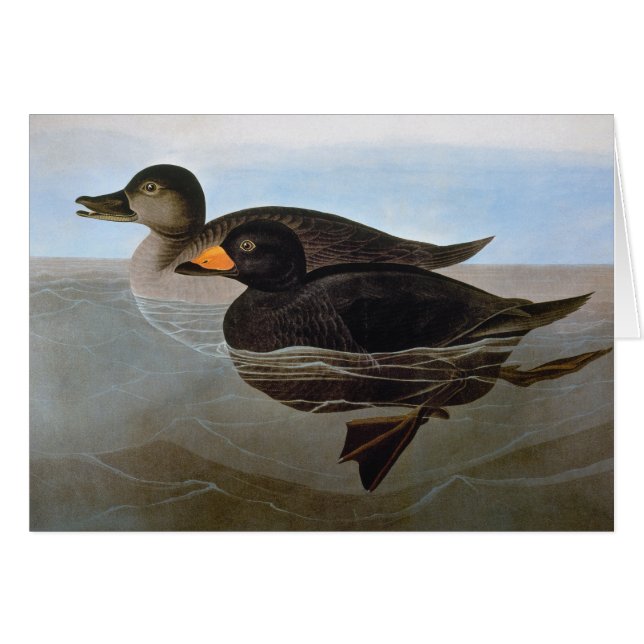 Audubon: Black Scoter OBS Kort (Framsidan Horizontal)