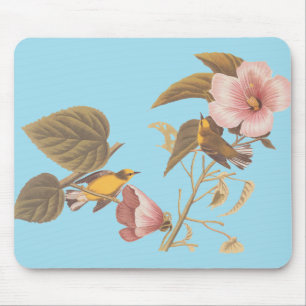 Audubon Blue Winged Gult Warbler Bird Musmatta