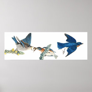 Audubon Bluebird Birds Animal Wildlife Poster