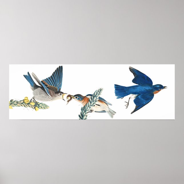 Audubon Bluebird Birds Animal Wildlife Poster (Framsidan)