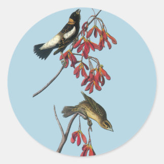 Audubon Bobolink Bird Art Stickers Runt Klistermärke