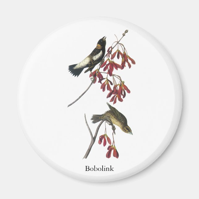 Audubon Bobolink Magnet (Framsidan)