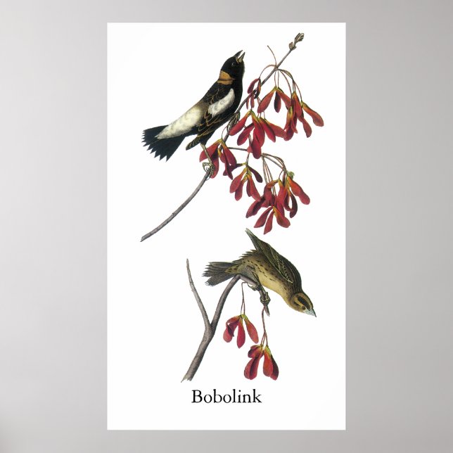 Audubon Bobolink Poster (Framsidan)