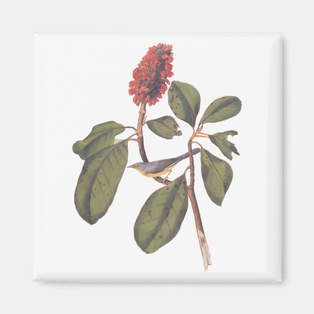 Audubon Bonaparte Flycatcher Songbird och Magnolia Magnet (Framsidan)