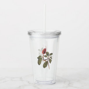Audubon Bonaparte Flycatcher Songbird och Magnolia Take Away Mugg