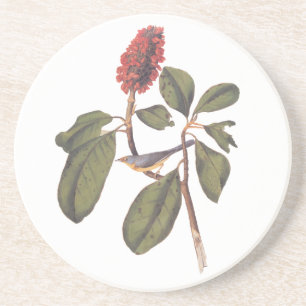Audubon Bonaparte Flycatcher Songbird och Magnolia Underlägg