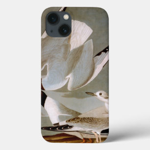 Audubon: Bonaparte's Gull