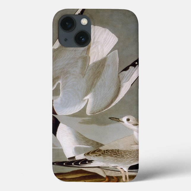 Audubon: Bonaparte's Gull (Baksida)