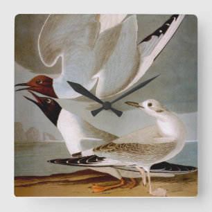 Audubon: Bonaparte's Gull Fyrkantig Klocka