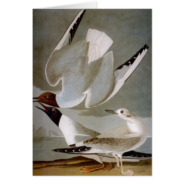 Audubon: Bonaparte's Gull OBS Kort (Framsidan)