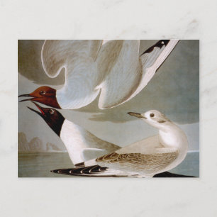 Audubon: Bonaparte's Gull Vykort