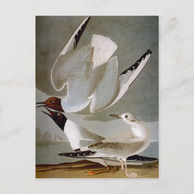 Audubon: Bonaparte's Gull Vykort (Framsida)