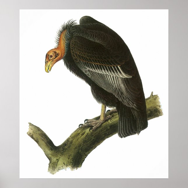 Audubon California Condor Poster (Framsidan)