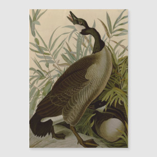 Audubon Canada Goose Wildlife Bird