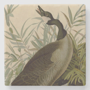Audubon Canada Goose Wildlife Bird Stenunderlägg